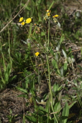 Pilosella densiflora