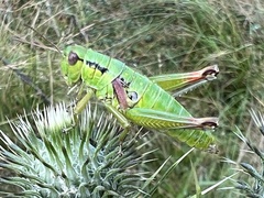 Pseudopodisma transilvanica