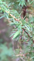 Oligotrophus juniperinus