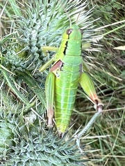 Pseudopodisma transilvanica