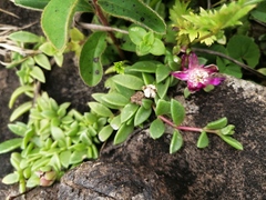 Delosperma katbergense