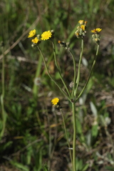 Pilosella densiflora