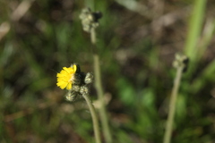 Pilosella densiflora