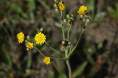 Pilosella densiflora