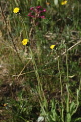 Pilosella densiflora