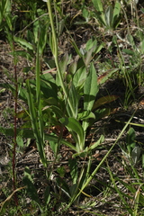 Pilosella densiflora