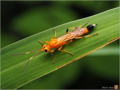 Ischnojoppa luteator