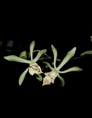 Encyclia alata