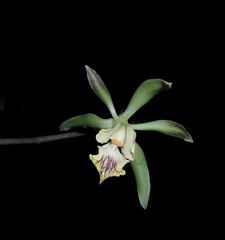 Encyclia alata