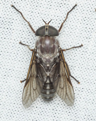 Tabanus catenatus