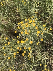 Erigeron inornatus