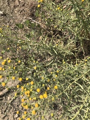 Erigeron inornatus
