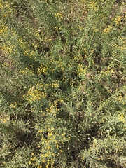Erigeron inornatus