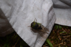 Neotibicen tibicen tibicen