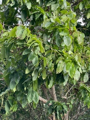 Pometia pinnata
