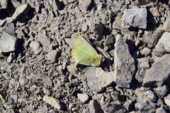 Colias nastes
