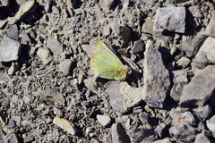 Colias nastes