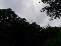 Spilornis cheela