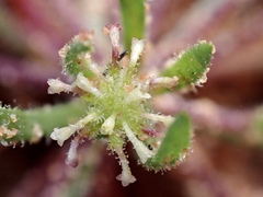 Millotia muelleri