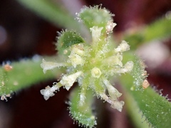 Millotia muelleri