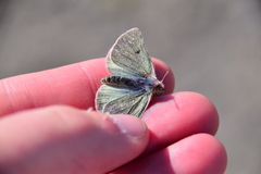Colias nastes