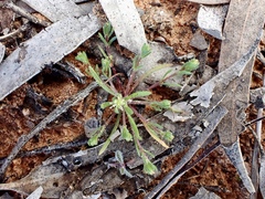 Millotia muelleri