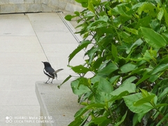Copsychus saularis