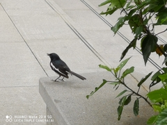 Copsychus saularis