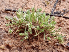 Millotia muelleri