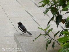 Copsychus saularis