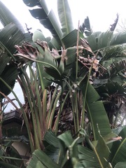 Ravenala madagascariensis