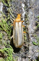 Podabrus protensus