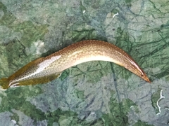 Macrognathus pancalus