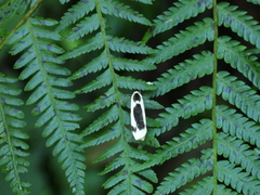 Thysanoptyx incurvata