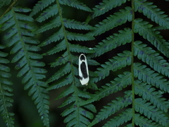 Thysanoptyx incurvata