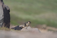 Marmota camtschatica