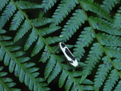 Thysanoptyx incurvata