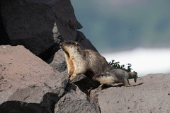 Marmota camtschatica