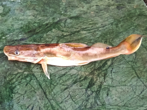 Long-whiskered catfish (Sperata aor) — Bagridae — 2