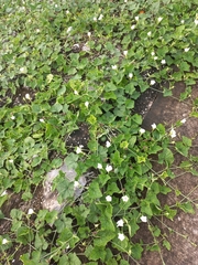 Trichosanthes scabra