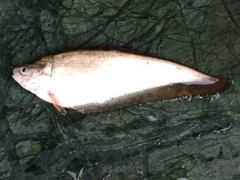 Notopterus notopterus