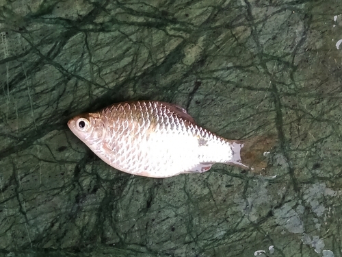 Onespot barb (Puntius terio) — Cyprinidae — 3