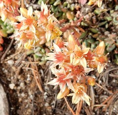 Sedum obtusatum