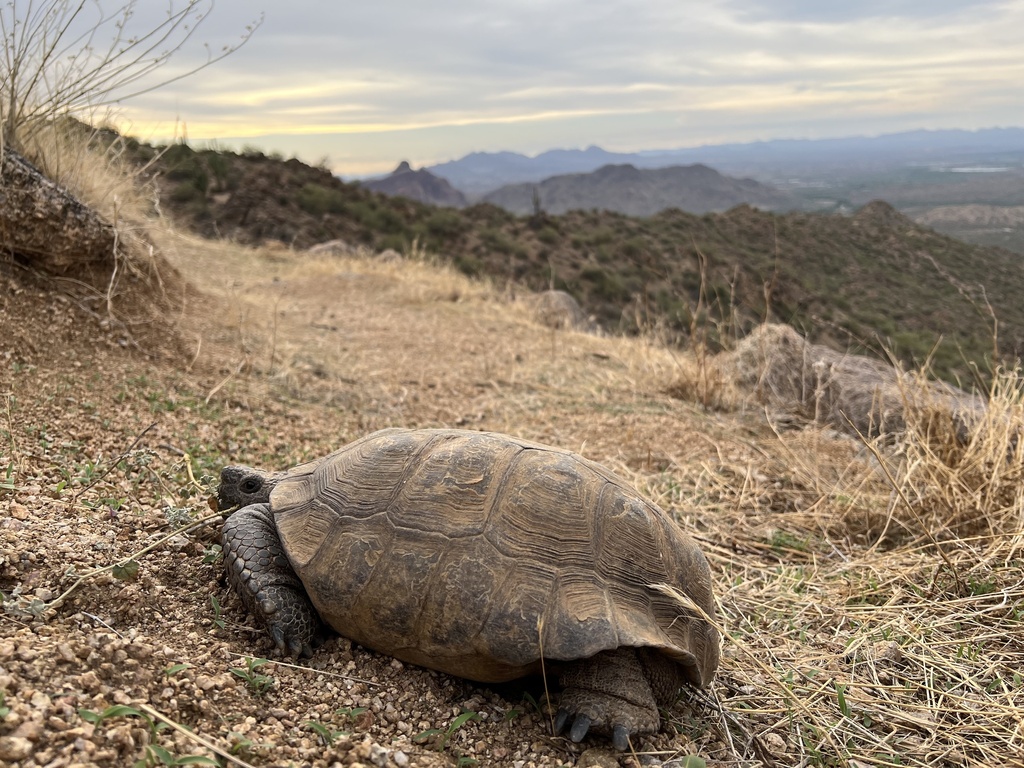 Sonoran Desert Tortoise from Tonto National Forest, Mesa, AZ, US on ...