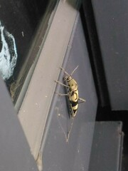 Chlorophorus signaticollis