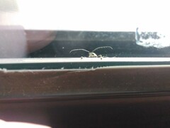 Chlorophorus signaticollis