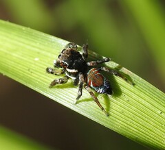 Maratus ottoi