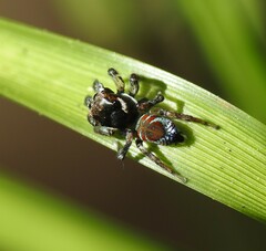 Maratus ottoi