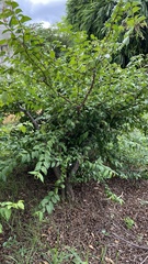 Wrightia religiosa