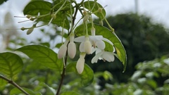 Wrightia religiosa